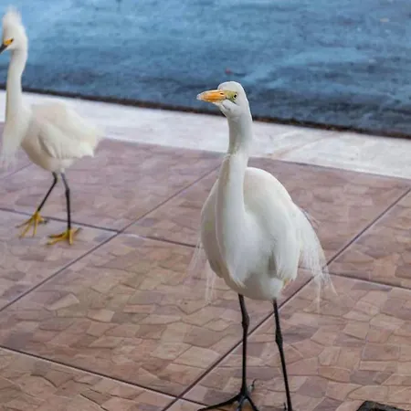 Belleair Beach Resort Motel-2